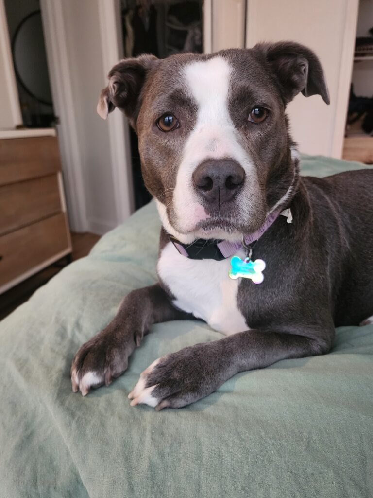 a pit-mix puppy, grey with white features, sitting on the bed like a really good girl. 